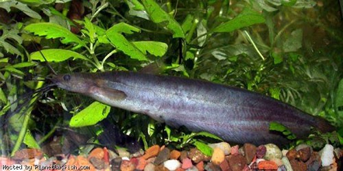 Аквариумная рыбка Мешкожаберный сом: фото, содержание и кормление, размножение и разведение.
