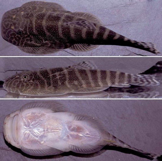 Аквариумная рыбка Гастромизон (Gastromisonum): фото, содержание и кормление, размножение и разведение.