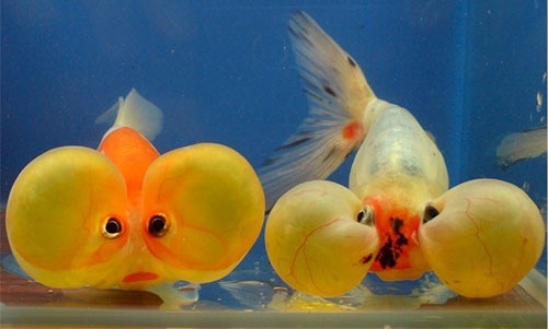 Аквариумная рыбка Водяные глазки или шуйгон: фото, содержание и кормление, размножение и разведение.