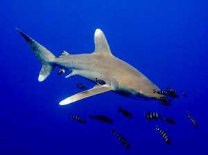 Самые распространенные породы акул