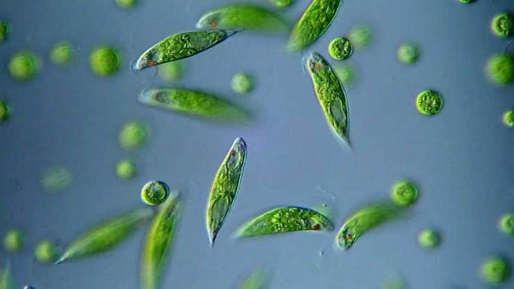эвглена зеленая под микроскопом