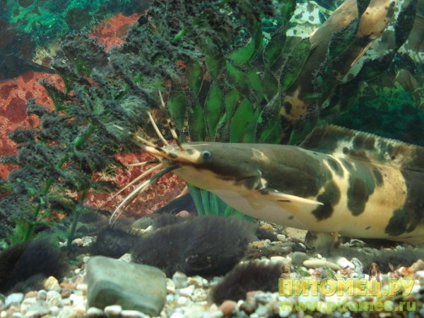 Аквариумная рыбка Клариас сом: фото, содержание и кормление, размножение и разведение.