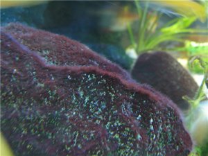 Красные водоросли в аквариуме