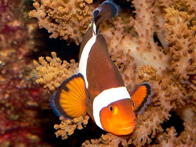Рыба клоун в аквариуме (amphiprion percula, перкула): где живет, содержание в аквариуме, фото