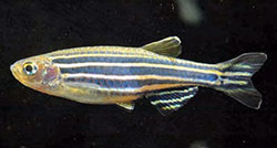 Аквариумная рыбка Данио-рерио: фото, содержание и кормление, размножение и разведение.