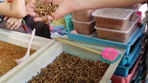 Как создать условия для разведения мучного червя