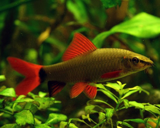 Аквариумная рыбка Лабео двухцветный: фото, содержание и кормление, размножение и разведение.