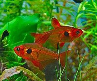 Аквариумная рыбка Орнатус красный (фантом): фото, содержание и кормление, размножение и разведение.