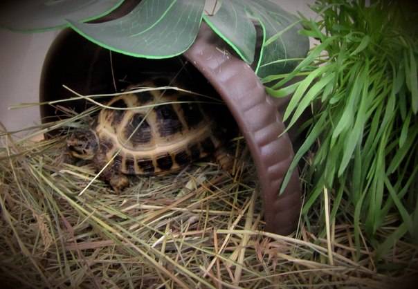 Всё, что нужно знать о уходе за черепахой в домашних условиях