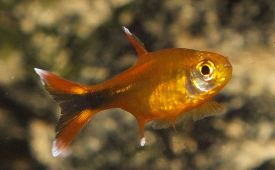 Аквариумная рыбка Медная тетра или хасемания (Hasemania Nana): фото, содержание и кормление, размножение и разведение.