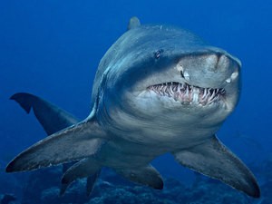 Места обитания акул