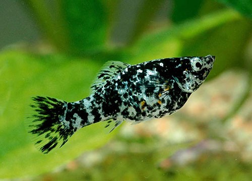 Аквариумная рыбка Пецилия: фото, содержание и кормление, размножение и разведение.