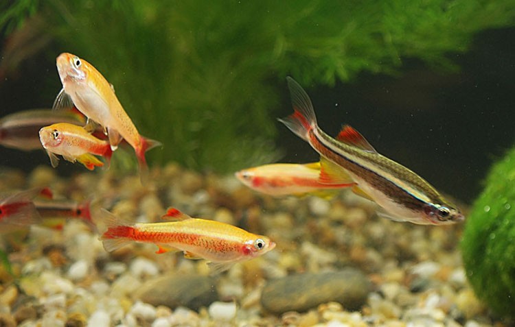 Аквариумная рыбка Кардинал: фото, содержание и кормление, размножение и разведение.