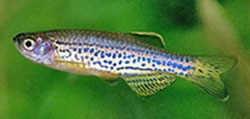 Аквариумная рыбка Данио-рерио: фото, содержание и кормление, размножение и разведение.