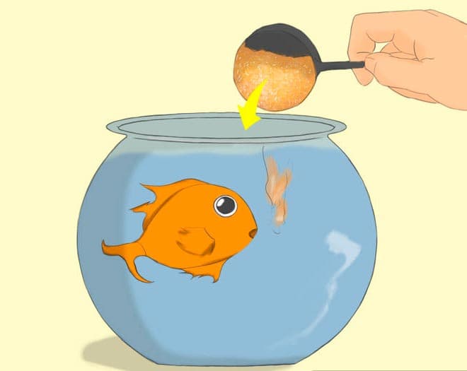 2 способа разведения артемии как корм для рыбок