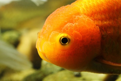 Аквариумная рыбка Львиноголовка (Lionhead): фото, содержание и кормление, размножение и разведение.