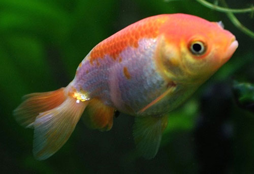 Аквариумная рыбка Золотая рыбка Ранчу: фото, содержание и кормление, размножение и разведение.