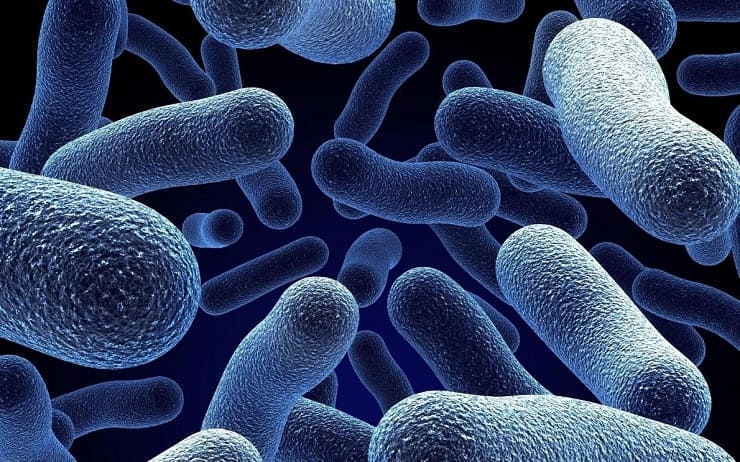 бактерия