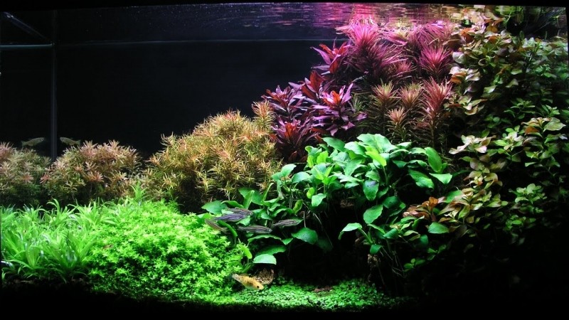 Как с помощью аквариумных растений вдохнуть в аквариум жизнь