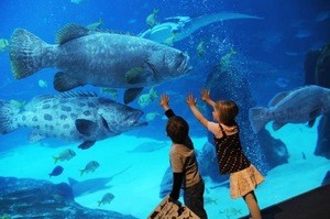 Общее описание аквариума