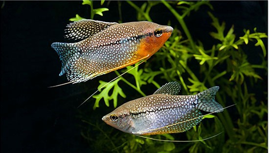 Аквариумная рыбка Жемчужный гурами: фото, содержание и кормление, размножение и разведение.