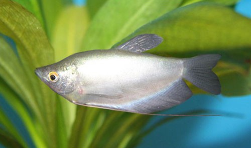 Аквариумная рыбка Лунный гурами: фото, содержание и кормление, размножение и разведение.