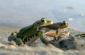 Нападение крупной жабы на лягушку жерлянку