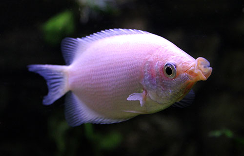 Аквариумная рыбка Гурами целующийся: фото, содержание и кормление, размножение и разведение.