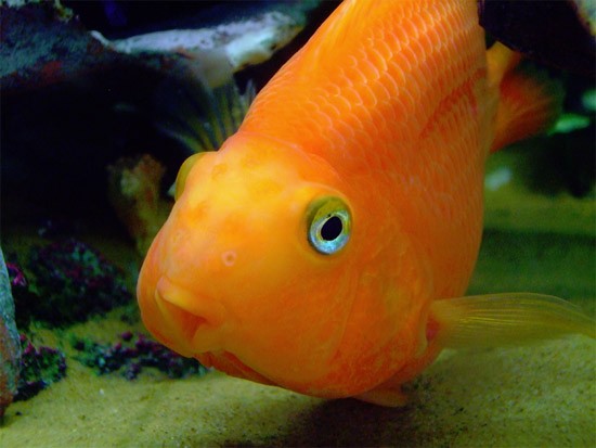 Аквариумная рыбка Красный попугай (рыба-попугай): фото, содержание и кормление, размножение и разведение.