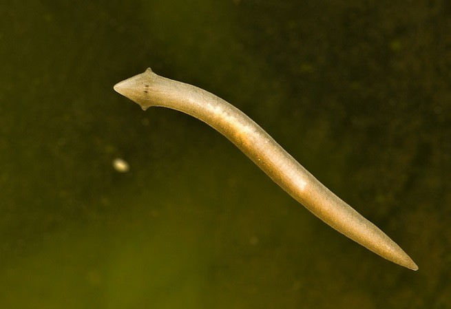 планария плоский червь