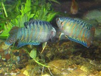 Аквариумная рыбка Лябиоза: фото, содержание и кормление, размножение и разведение.