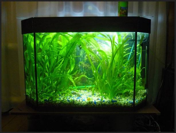 100 литров аквариум: насколько он велик?