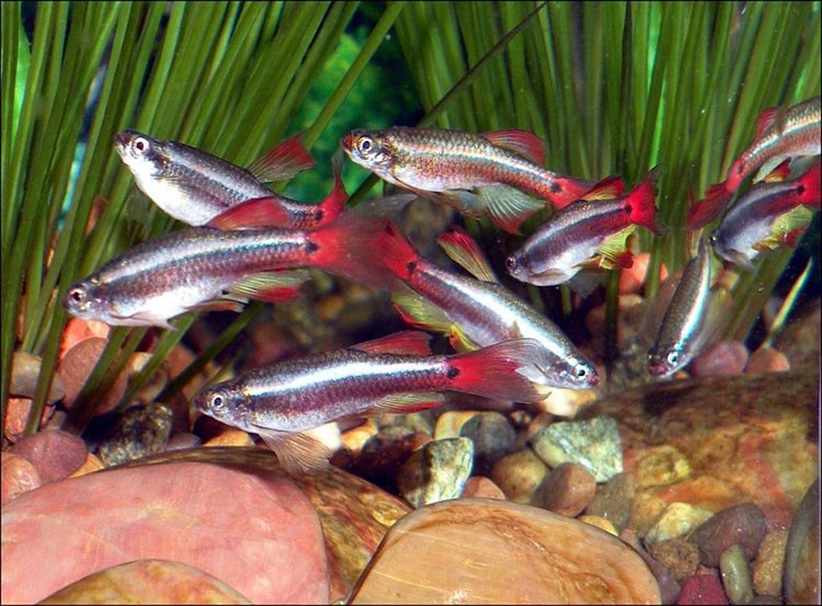 Аквариумная рыбка Кардинал: фото, содержание и кормление, размножение и разведение.