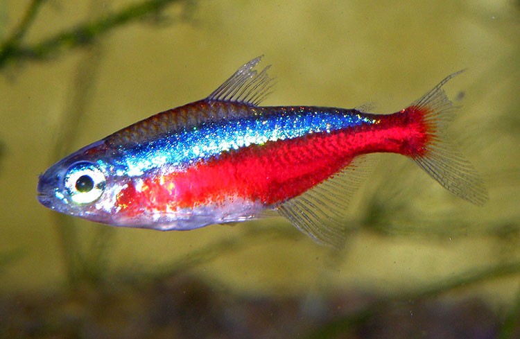 Аквариумная рыбка Неон обыкновенный: фото, содержание и кормление, размножение и разведение.