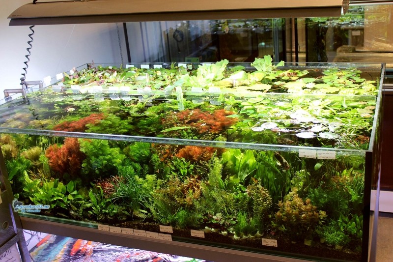 Как с помощью аквариумных растений вдохнуть в аквариум жизнь