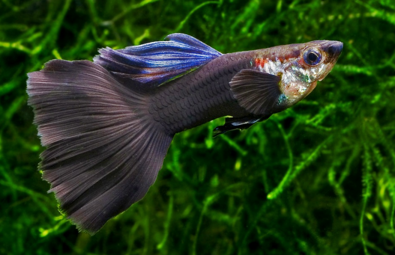 Гуппи — рыбка для начинающего аквариумиста, содержание, уход