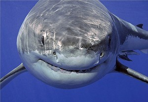 Самые опасные акулы в мире