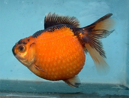 Аквариумная рыбка Жемчужина (шиншурин): фото, содержание и кормление, размножение и разведение.