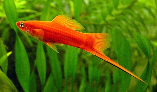 Аквариумная рыбка Меченосец: фото, содержание и кормление, размножение и разведение.