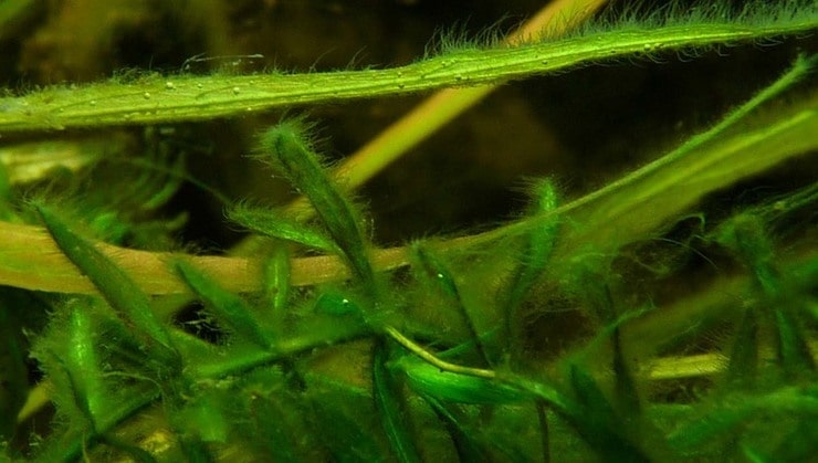 вид диатомовых водорослей