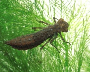 Наяда - личинка стрекозы