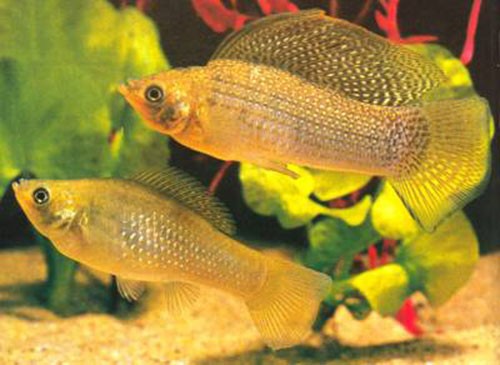 Аквариумная рыбка Моллинезия велифера: фото, содержание и кормление, размножение и разведение.