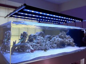 Особенности освещения аквариума