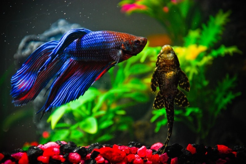 Бойцовая рыбка петушок — уход , аквариум для петушка , с кем уживается петушок