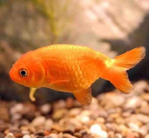 Аквариумная рыбка Золотая рыбка Ранчу: фото, содержание и кормление, размножение и разведение.