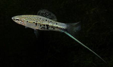 Аквариумная рыбка меченосец- разновидности и их содержание