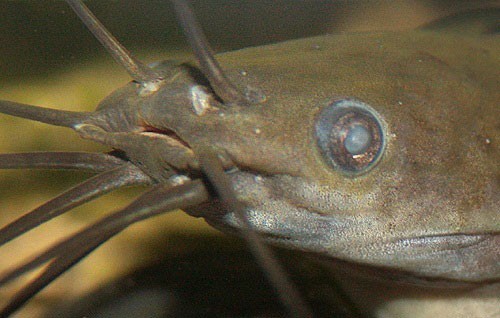 Аквариумная рыбка Мешкожаберный сом: фото, содержание и кормление, размножение и разведение.