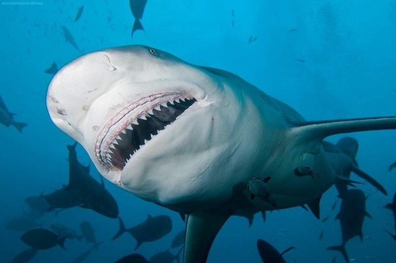 Какая самая опасная акула в мире