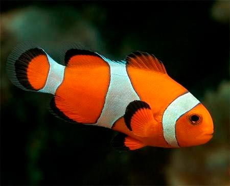 Рыба клоун в аквариуме (amphiprion percula, перкула): где живет, содержание в аквариуме, фото