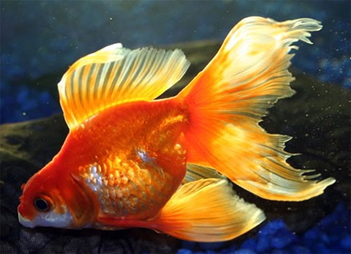 Аквариумная рыбка Вуалехвост: фото, содержание и кормление, размножение и разведение.